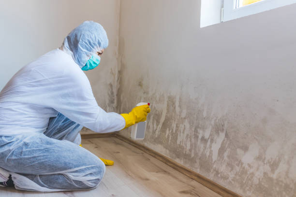 Professional mold removal team in Minnetonka