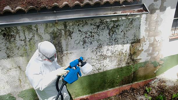 Mold Removal service in Minnetonka